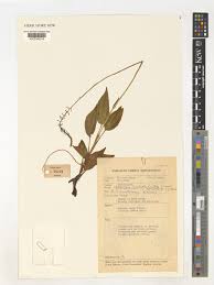 Image result for Hetaeria heterosepala