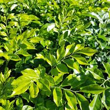Image result for Murraya paniculata