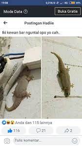 Cicak Obesitas Gambar Desain Grafis Grafis