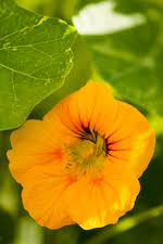 Image result for Tropaeolaceae