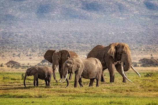 Elephants in Tarangire National Park