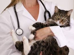 Find out more about our treatments and get to know our team on the following pages. Cat Behavior Veterinarian Seattle And Portland