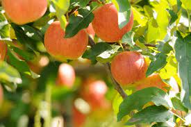 We did not find results for: How To Grow 10 Favorite Fruit Trees At Home