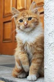 Ginger And White Longhair Kittens Cutest Beautiful Cats Cute Cats