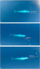 Address:no 1, jalan bk 1/13, kinrara industrial perak, bandar kinrara, bandar baru salak tinggi, selangor, malaysia,47180. Insight Into The Kinematics Of Blue Whale Surface Foraging Through Drone Observations And Prey Data Peerj