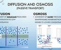 Check spelling or type a new query. Solution Or Across A Semipermeable Membrane Simple Diffusion Is Carried Out By The Actions Of Hydrogen Bonds Forming Between Water Molecules An Solution Or Across A Semipermeable Membrane Simple