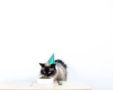 cat wearing a birthday hat and eating from a bowlの画像