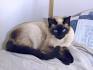 Chocolate Point Siamese - Cat Breed Information | Feline ...