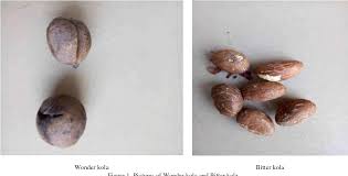 Image result for Buchholzia