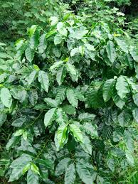 These days, they are frequently planted as a landscape tree due to their tolerance of urban conditions. Coffee Tree Leaves On Coffee Tree Leaf Shoots Of Coffee Young Stock Photo Picture And Royalty Free Image Image 74057915