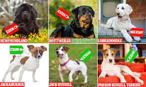 This hound is sweet and affectionate, but as a hunting dog, the harrier is full of energy. The Ten Cheapest And Most Expensive Breeds Of Dog To Keep This Is Money