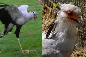 Origin, description, photos, diet and breeding. Secretary Birds Weird But Actually Not That Weird Scientific American Blog Network