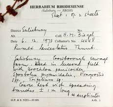 Image result for Rumex lanceolatus