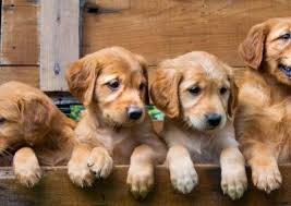 You also get the added bonus of having a highly trained, skilled, bonded and insured caregiver watching your home. Pet Sitting Pet Services B P S Easy Living