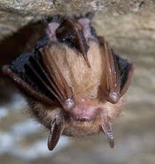 Another frequent way is through the attic. Bat In Your House Don T Touch It Or Kill It