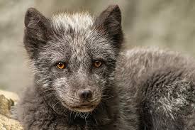 Dom har vi sett och kommer se fler gånger under sommaren. Arctic Fox Wild Animal Wildlife Park Zoo Bad Mergentheim Predator Fuchs Animal Animal World Mammal Fur Pikist