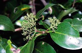 Image result for Acokanthera