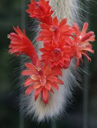 These are greenhouse grown succulents, so they need to get acclimated to sunlight gradually. 10 Monkey Tails Ideas Cactus Monkey Tailed