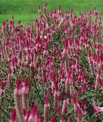 How To Grow Crazy Colorful Celosia Flowers Gardener S Path