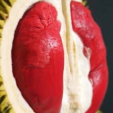 Có người còn nhận xét là vị của nó ngòn ngọt chua chua. Sáº§u Rieng Ä'á» Sáº§u Rieng Ruá»™t Ä'á»