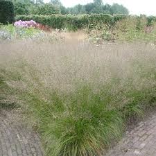 Hier erfahren sie viel wissenswertes zum thema blumenzwiebeln und was wir alles dafür tun, damit sie nur die beste qualität erhalten. Sporobolus Heterolepis Tautropfengras Mit Stauden Gestalten Duftende Stauden Und Graser Pflanzenversand Gaissmayer Stauden Pflanzen Blumen Stauden