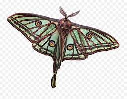 Mar 24, 2020 · l'isabelle (graellsia isabelae) le papillon isabelle est l'espèce nocturne la plus courante, il est possible de l'apercevoir en europe, où elle vit dans les forêts espagnoles et françaises. Moon Moths Graellsia Isabellae Png Moth Png Free Transparent Png Images Pngaaa Com