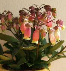 Image result for Kalanchoe latisepala