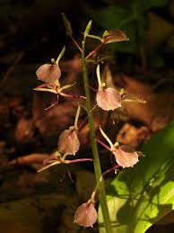 Image result for Liparis harketii