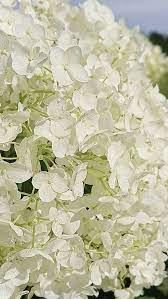 6.27.19 dark purple hydrangea to be used for wedding bouquets. White Hydrangea Wholesale Fresh Flowers Wholesale Flowers Online Flowers For Sale