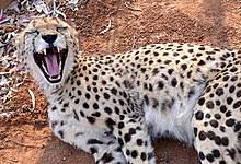 Cheetah Wikipedia