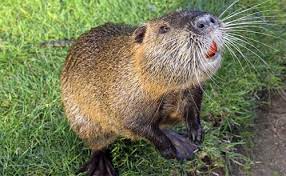 Maybe you would like to learn more about one of these? Nutria Aae Onlus