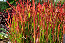 We did not find results for: Ornamental Grasses A Colorful Must For Any Garden Arlington Times