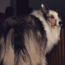 What To Do About Your Dog S Hair Down There Barkpost