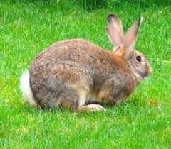 Due to the large size, you will have to spend more money and time to provide the proper care. Flemish Giant Rabbit Breed Lafeber Co Small Mammals