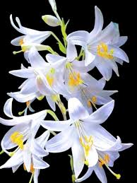 Image result for Lilium formosanum