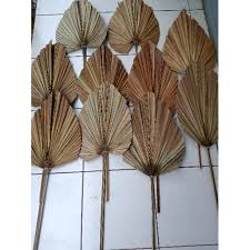 Maybe you would like to learn more about one of these? Daun Palem Palm Coklat Hijau Kering Untuk Hiasan Dekorasi Backdrop Background Rustik Pelaminan Shopee Indonesia