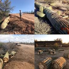 As a protected area, organ pipe cactus national monument allows the life of the sonoran desert to flourish under nearly ideal wilderness conditions. Happening In Organ Pipe Cactus National Monument In Arizona Where Ancient Saguaros Are Being Butchered And Discarded Like Firewood In The Us Mexico Border Nationalpark