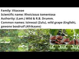 Image result for Rhoicissus tomentosa
