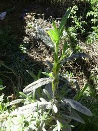 Image result for Neojeffreya