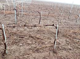 La butucii si plantele pe rod lastarii alesi se pastreaza, iar ceilalti se. TÄƒierea ViÈ›ei De Vie Pe Domeniile Lungu Lumea Satului