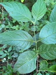 Image result for Vangueria albosetulosa