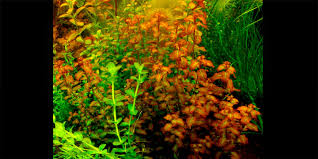 Image result for Ludwigia senegalensis