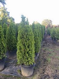 Evergreen tree grows 3 feet a year. 5 Emerald Arbs 15 Gallon Custom Landscape And Nursery Facebook