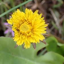 Image result for Taraxacum sp.