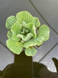 Image result for Pistia