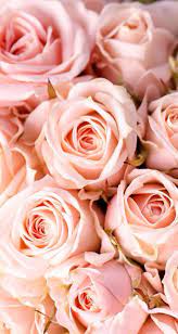 Sélection de fonds d'écran rose pour iphone 6s / iphone 6s plus et des centaines à retrouver dans ma catégorie et page dédiée. Resultat De Recherche D Images Pour Fond Ecran Rose Poudre Fond D Ecran Fleur Rose Fond Ecran Rose Photographie De Fleur