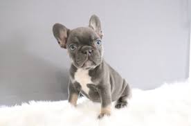 We are top blue bulldog breeders! Blue French Bulldog Puppies Near Me Online