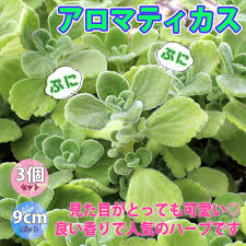 Itanse良品ｾﾚｸﾄ通販