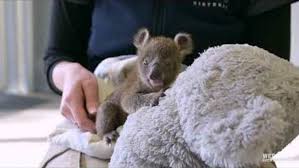 Shop with afterpay on eligible items. Victoria Zoo Saves Life Of Orphaned Koala Joey