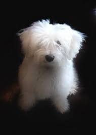 Maybe you would like to learn more about one of these? Bentley 5 Months Old I Was Looking For A Small Breed Puppy On Craigslist When Someone Placed An Ad For A Free Maltese Bich Dog Adoption Maltese Puppy Maltese